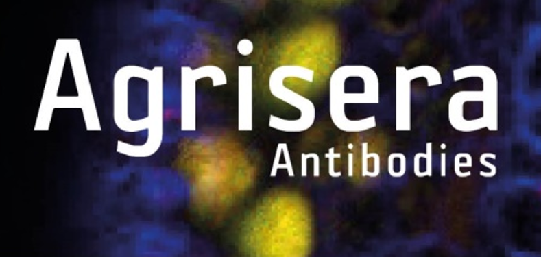 Agrisera植物细胞壁相关抗体，开学季促销啦！